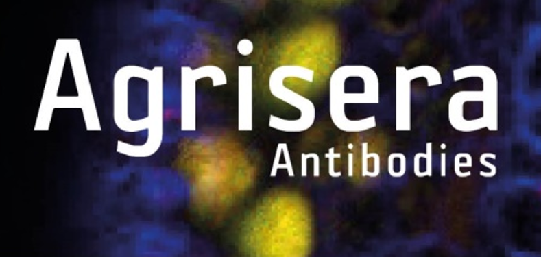 Agrisera植物细胞壁相关抗体，开学季促销啦！